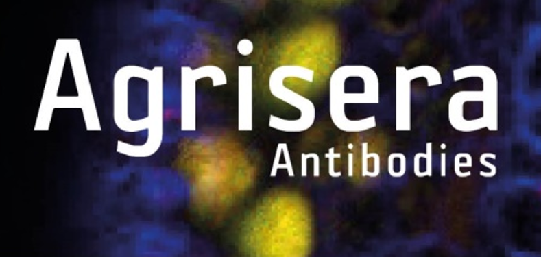 Agrisera植物细胞壁相关抗体，开学季促销啦！